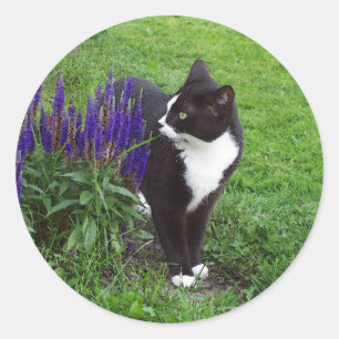 Sticker Rond Aquarelle de chat de Tuxedo