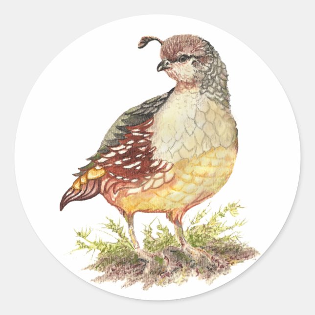 Sticker Rond Aquarelle d'origine Femme Californie Quail - Bird (Devant)