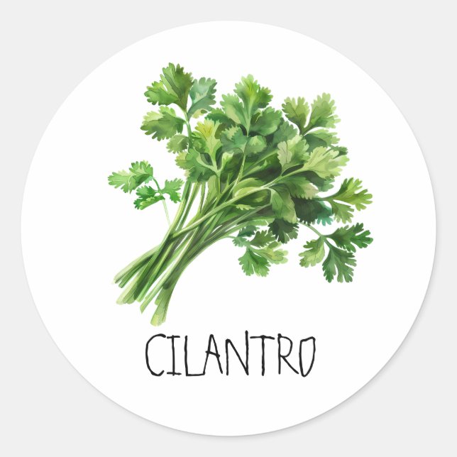 Sticker Rond Aquarelle Herbe Cilantro (Devant)
