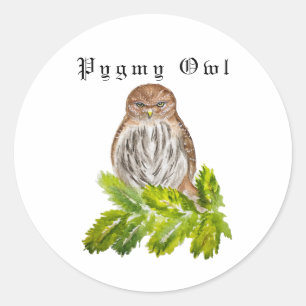 Sticker Rond Aquarelle Saw Whet Cute Little Owls