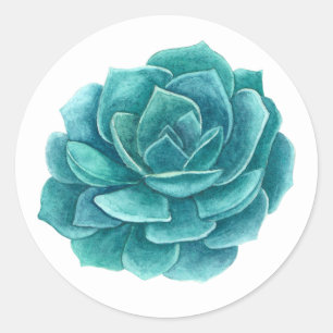 Sticker Rond Aquarelle succulente. Cactus bleu. Cactus. Botaniq