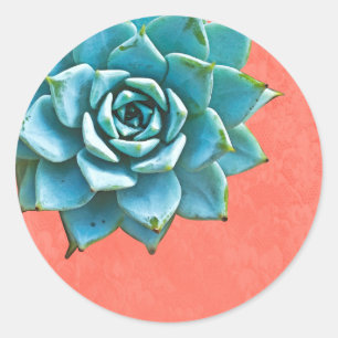 Sticker Rond Aquarelle Succulente Dentelle orange