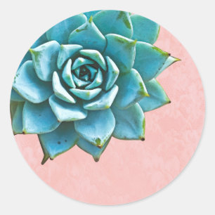 Sticker Rond Aquarelle Succulente Dentelle rose