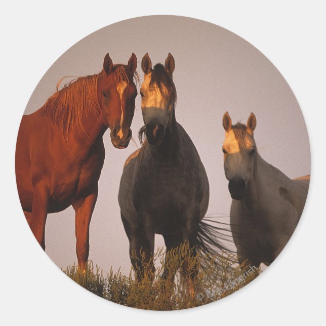 Sticker Rond Arabes au coucher du soleil (Devant)