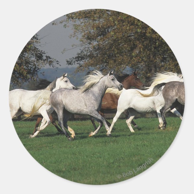 Sticker Rond Arabes en cours d'exécution sur le terrain (Devant)