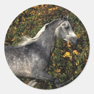 Sticker Rond Arabes en course : Automne