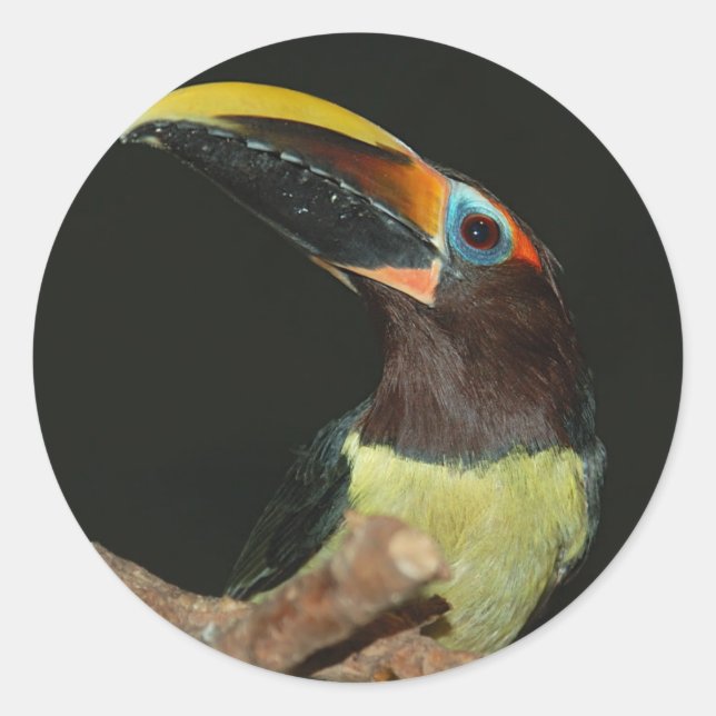Sticker Rond Aracari à col noir Toucan (Devant)