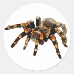 Sticker Rond Araignée de Tarantula noire et orange