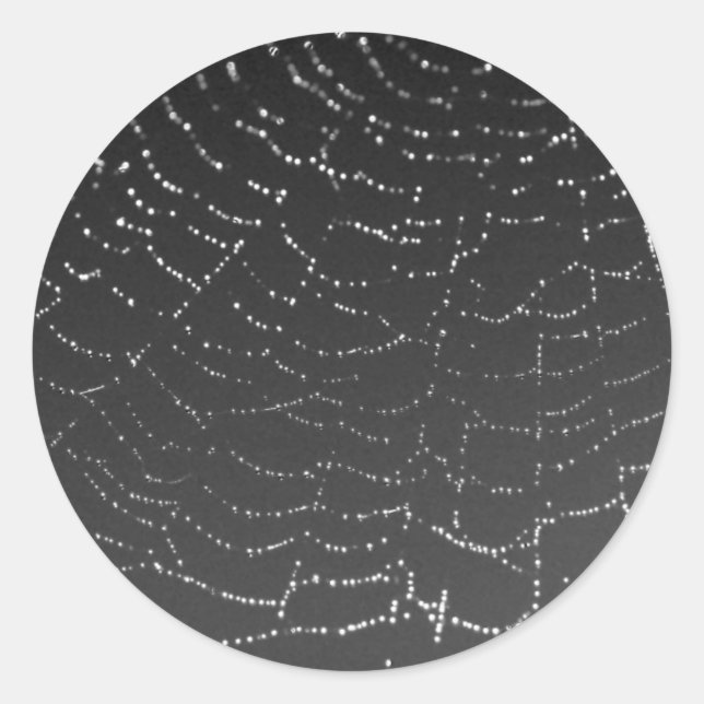 Sticker Rond Araignée mousseuse (Devant)