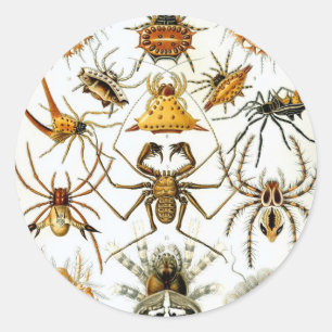 Sticker Rond Araignées ou arachnides vintage par Ernst Haeckel