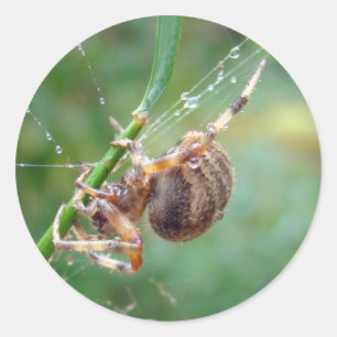 Sticker Rond Araneus - Orb Weaver Spider