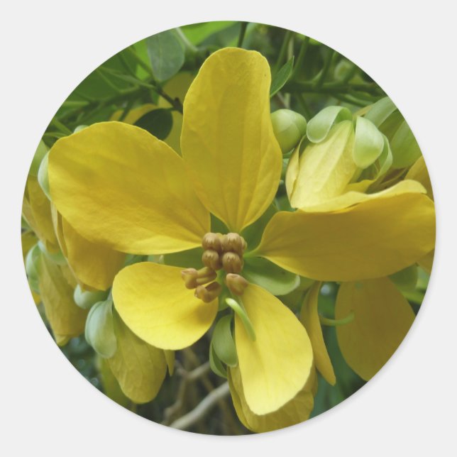 Sticker Rond Arbre à douche dorée Tropical Jaune Floral (Devant)