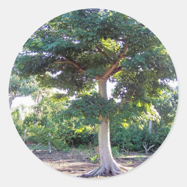 Sticker Rond Arbre d'autocollant de sagesse (Devant)