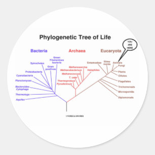 Sticker Rond Arbre de la vie phylogénétique - vous êtes ici 