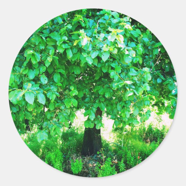 STICKER ROND ARBRE DE VIE (Devant)