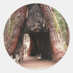 Sticker Rond Arbre du tunnel - Yosemite