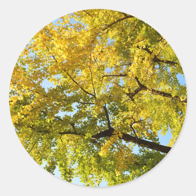 Sticker Rond Arbre Ginkgo : Japon (Devant)