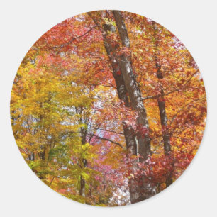 Sticker Rond Arbres automnes oranges et jaunes Photographie d'a