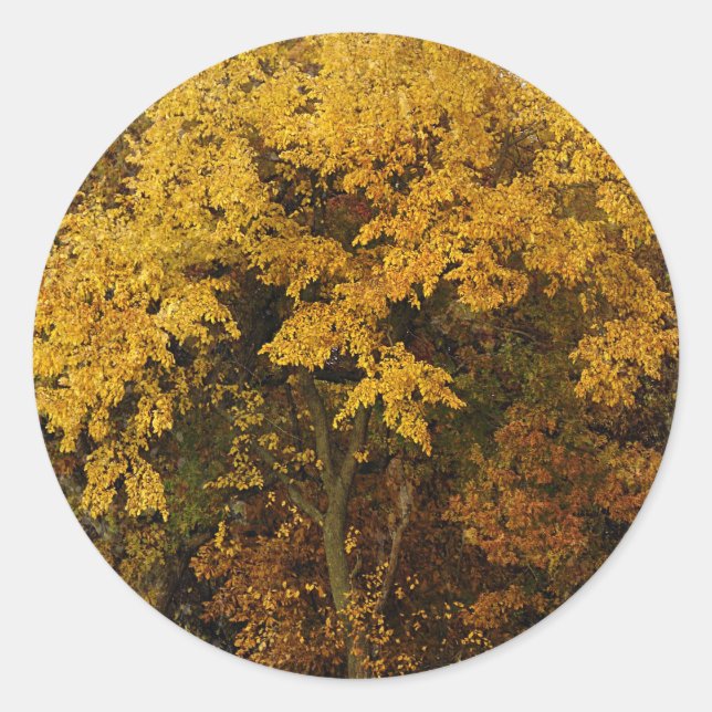 Sticker Rond Arbres d'automne (Devant)