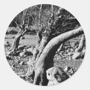 STICKER ROND ARBRES NOIRS ET BLANCS