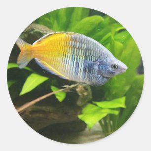 Sticker Rond Arc-en-ciel de Boesemani