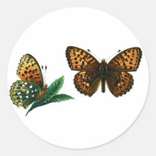 Sticker Rond Argynnis aglaja