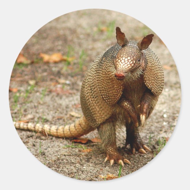 Sticker Rond Armadillo animal sauvage (Devant)