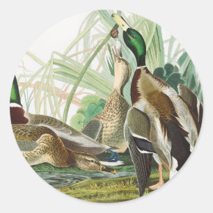 Sticker Rond Art animalier vintage d'Audubon représentant un ca