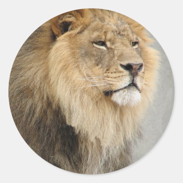 Sticker Rond art des lions (Devant)