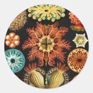Sticker Rond Ascidiae, Seescheiden Marine Life par Ernst Haecke