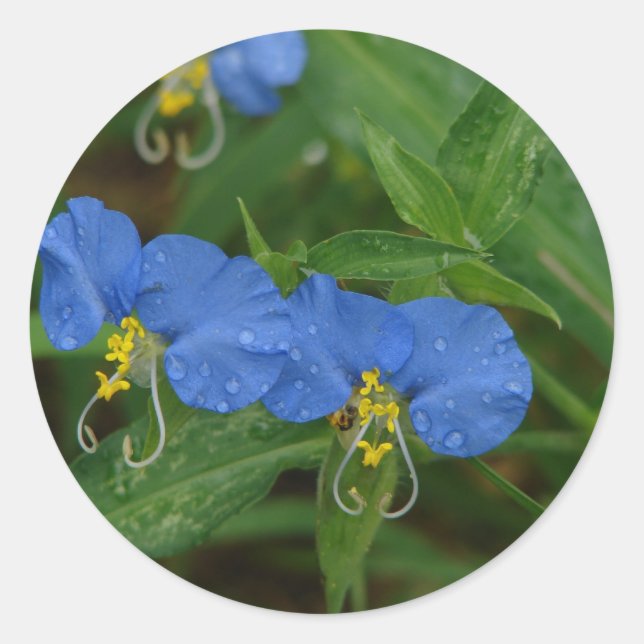 Sticker Rond Asiatique Dayflower Bleu Fleur sauvage Vêtements e (Devant)