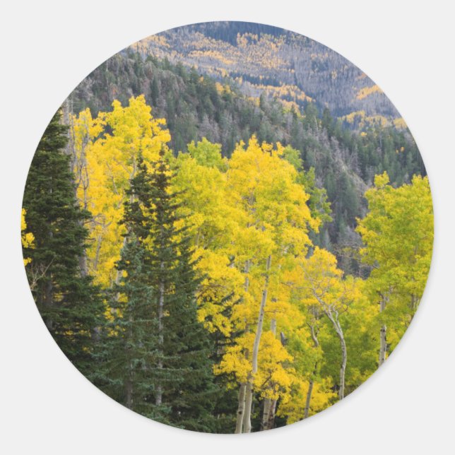 Sticker Rond Aspen Trees (Populus Tremuloides) Et Conifères 2 (Devant)