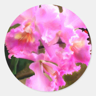 Sticker Rond Assez dans les orchidées roses de Cattleya