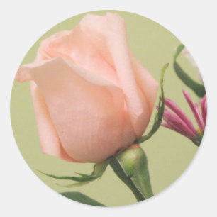 Sticker Rond Assez rose de rose
