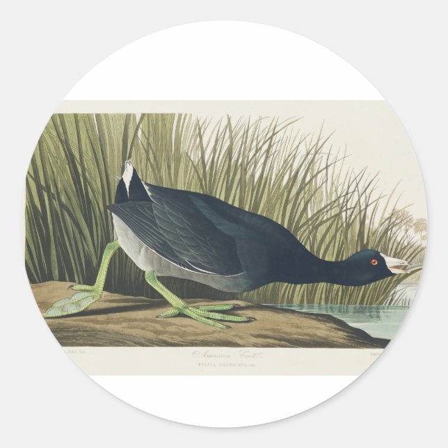Sticker Rond Audubon American Coot from Birds of America (Devant)