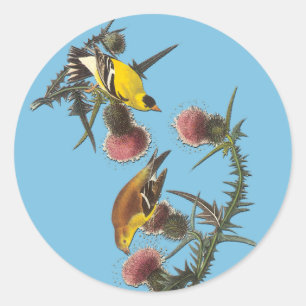 Sticker Rond Audubon American Goldfinch