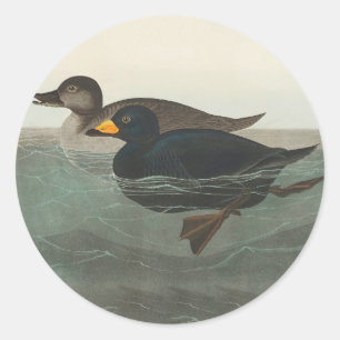 Sticker Rond Audubon American Scoter Duck Classic