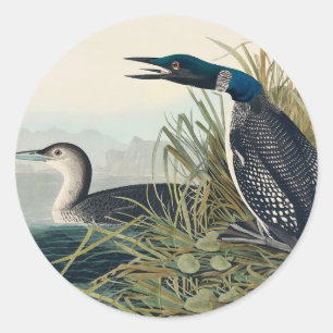 Sticker Rond Audubon Bird Loon Diver Classic