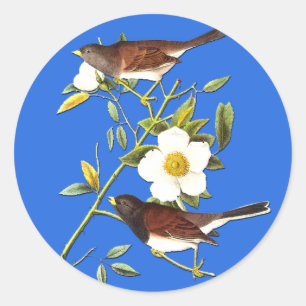 Sticker Rond Audubon Dark Eyed Junco