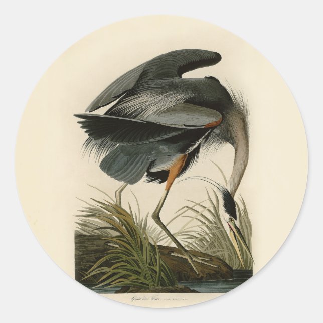 Sticker Rond Audubon Great Blue Heron Marsh Bird (Devant)