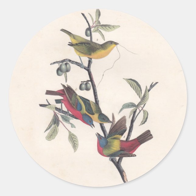Sticker Rond Audubon Peint Bunting Bird Wildlife (Devant)