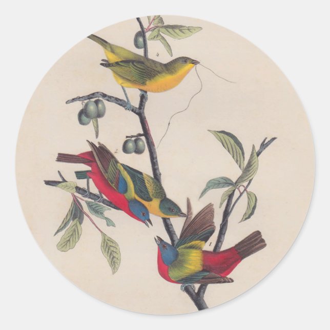 Sticker Rond Audubon Peint Bunting Bird Wildlife (Devant)