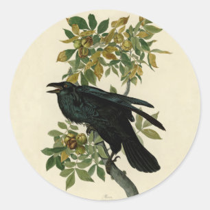Sticker Rond Audubon Raven Oiseau classique