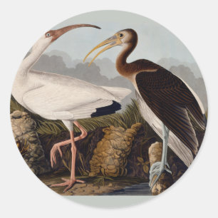 Sticker Rond Audubon White Ibis Bird Wildlife