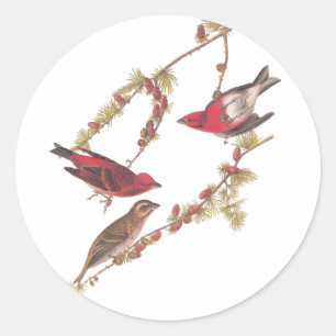Sticker Rond Audubon's Purple Finch Red Birds Art Vintage