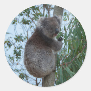 Sticker Rond Australie Kangaroo Island Koala dans un arbre