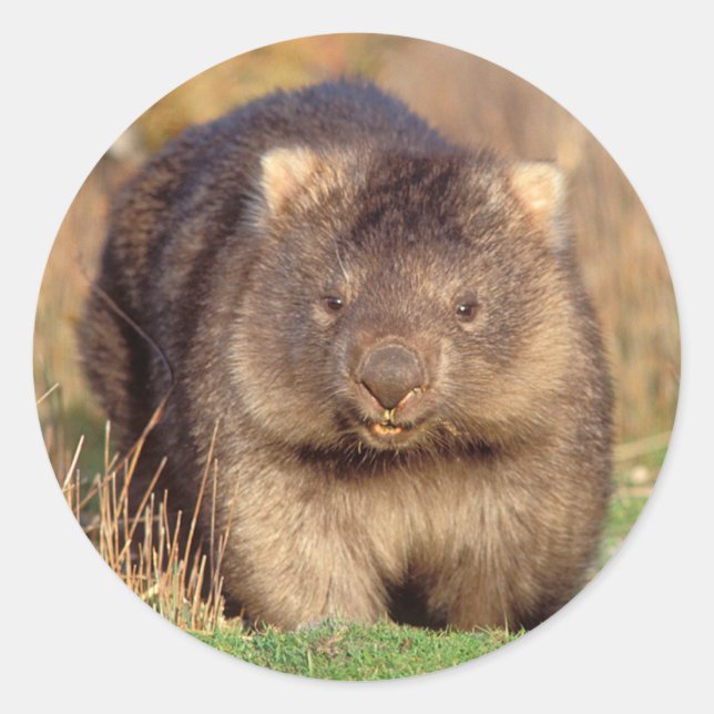Sticker Rond Australie Wombat (Devant)