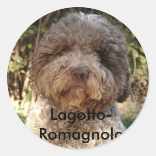 Sticker Rond autocollant, Lagotto-Romagnolo