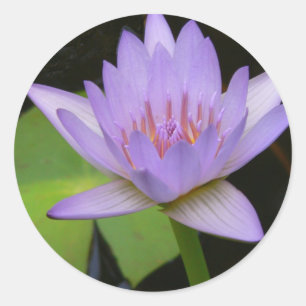 Sticker Rond Autocollants, Nénuphar eau douce lavande