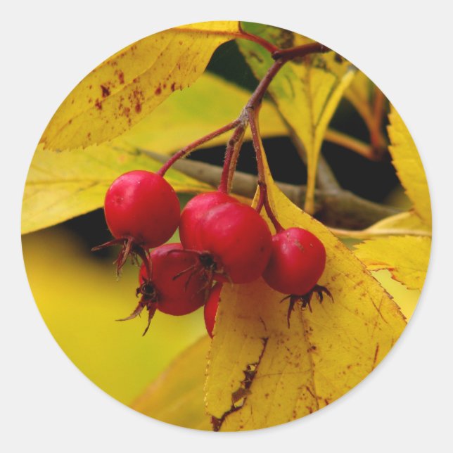 Sticker Rond Automne (Devant)